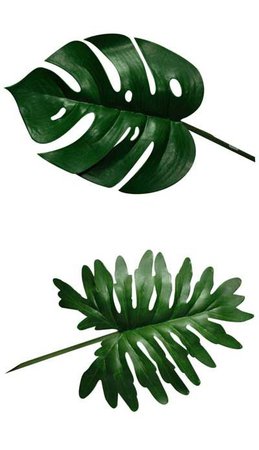 plant drawings philodendren - Google Search