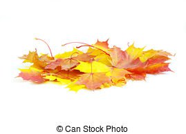autumn maple leaves isolated on a white | Fashmates.com