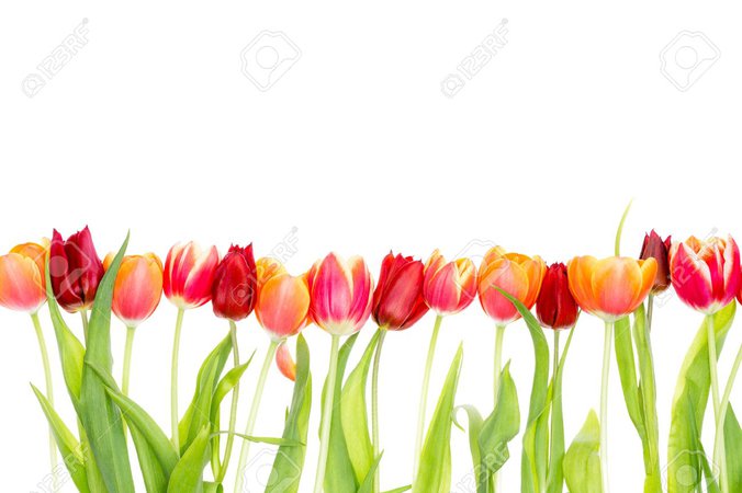65788572-isolated-border-on-white-with-copy-space-of-fresh-red-and-orange-spring-tulips-with-green-leaves.jpg (1300×866)