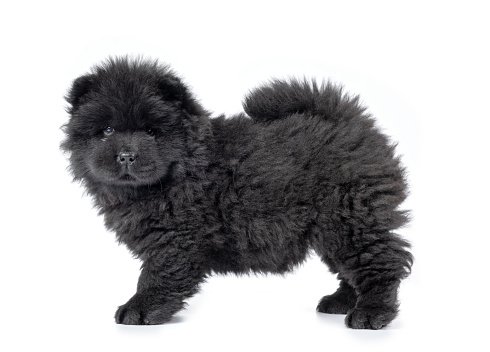 black chow chow puppies puppy dogs dog