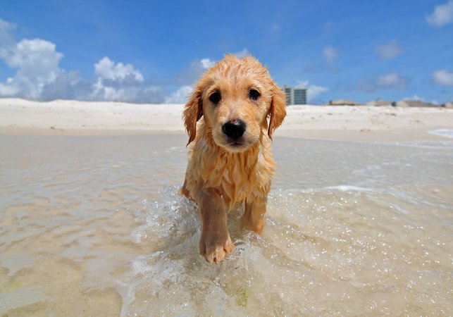 Google Image Result for https://www.petlandflorida.com/wp-content/uploads/2018/05/Beach_Golden_Retriever_Petland_Puppy.jpg
