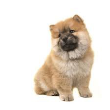 chow chow transparent - Google Search