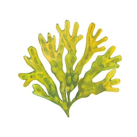 seaweed – Google Sök