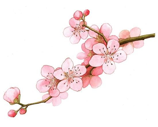crissom blossom aesthetic - Google Search