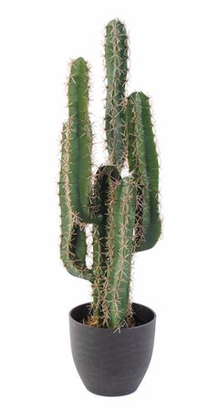cactus en pot