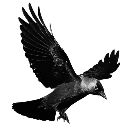 raven no background - Google Search