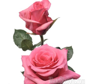 Buy Perugia Hot Pink Roses For Wedding