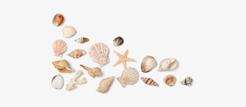 seashells - Google Search