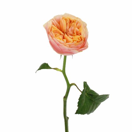 Sherbert Orange Garden Roses l Fiftyflowers.com