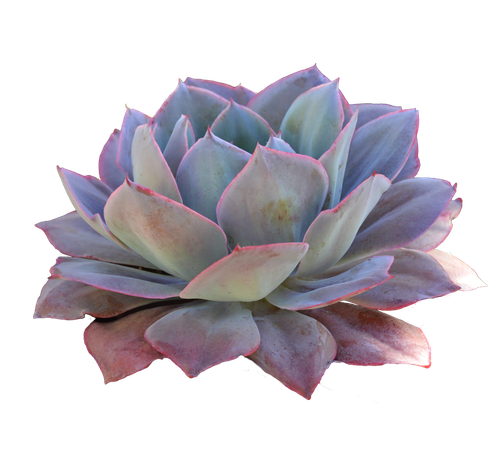 Succulent Cut Out free to use by Kibblywibbly on DeviantArt
