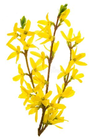 flower 🌼 yellow 💛 ✨️