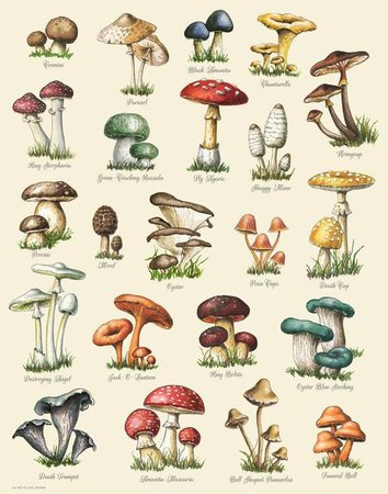 mushroom poster