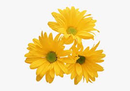 yellow flower png - Google Search