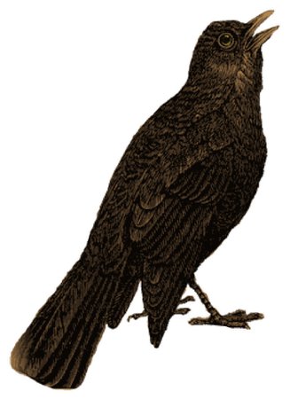 Vintage Painted black bird crow