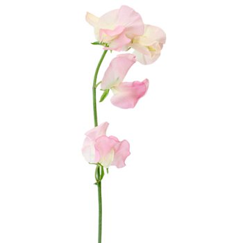Sweet Peas Light Pink Flower | FiftyFlowers.com