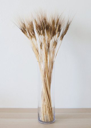 Wheat flowers