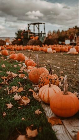 (1) pumpkin patch | Tumblr