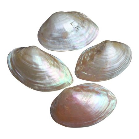 shell pngs