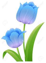 blue tulip - Google Search