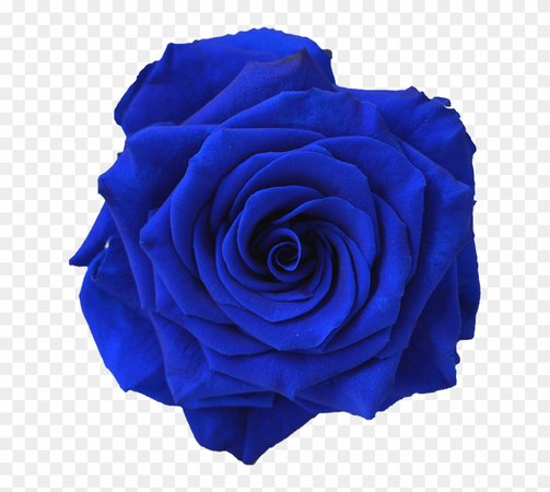 5389062-kisspng-blue-rose-flower-navy-blue-clip-art-blue-flower-blue-blue-flower-transparent-background-880_787_preview.png (880×787)