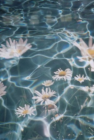 flower pool background