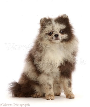 Dog: Merle Pomeranian puppy photo WP48416
