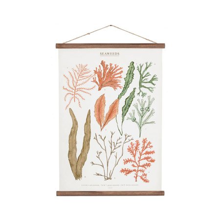 Seaweeds marine illustration Poster cotton canvas handmade | Etsy