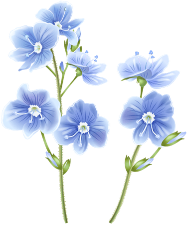 Wildflower Blue PNG Clip Art Image​ | Gallery Yopriceville - High-Quality Images and Transparent PNG Free Clipart