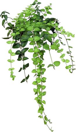 cascading plant images with white background at DuckDuckGo