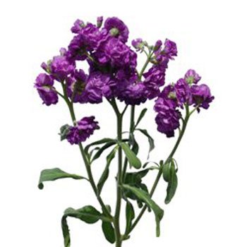 Spray Stock Purple Flower | FiftyFlowers.com