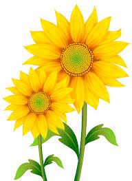 sunflower - Google Search