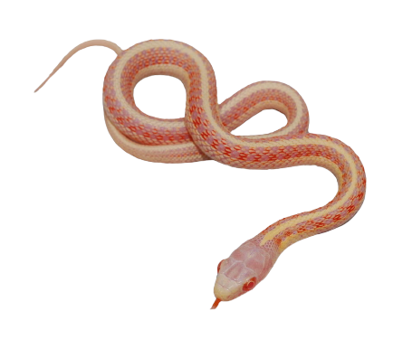 albino snake