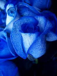 blue roses - Google Search