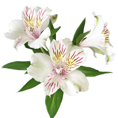 White Blush Peruvian Lilies | FiftyFlowers.com