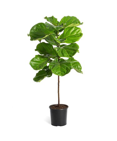 Amazon.com : Fiddle Leaf Fig Tree in a 3 Gallon Pot- The Most Popular Indoor Fig Tree- Tall, Live Indoor Fig Trees - Not Artificial Plants : Garden & Outdoor