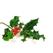 Christmas Holly and Mistletoe - Pines and Needles