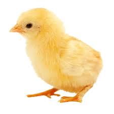 baby chicken png - Google Search