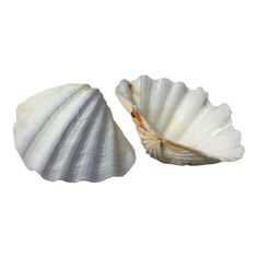 two nice large sea shells