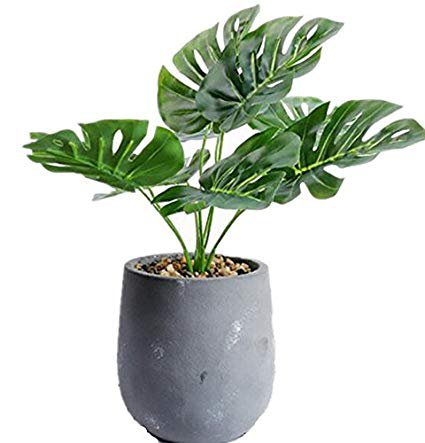 tropical potted plant - Google Search