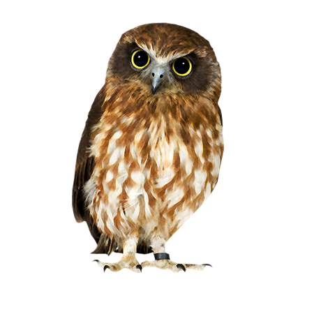 owl transparent