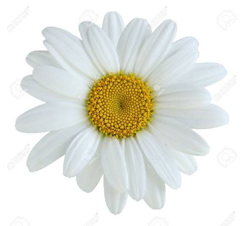 single white flower - Google Search