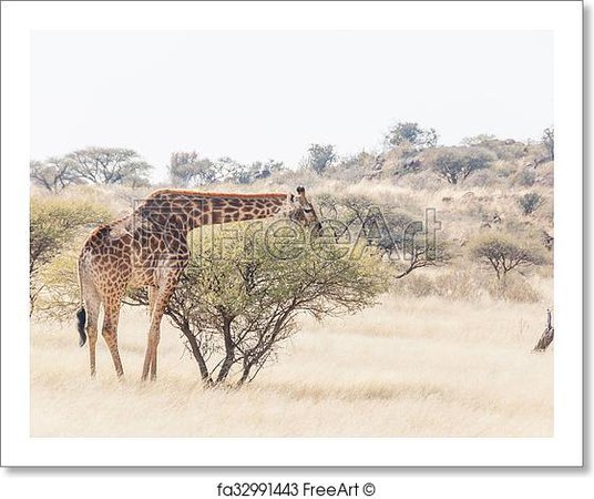 giraffe africa trees - Google Search