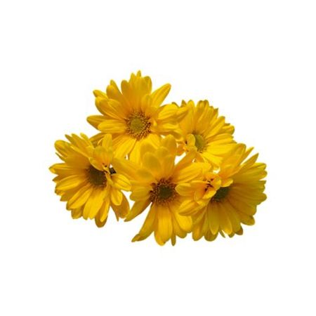 yellow plant png at DuckDuckGo