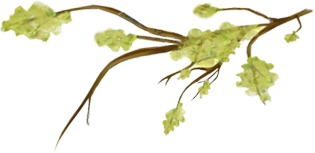 tree branch watercolor