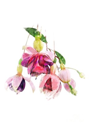 FLOWER PNG