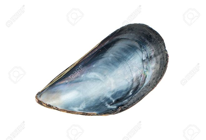 mussel shell
