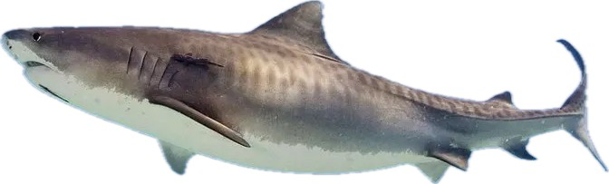 tiger shark 2
