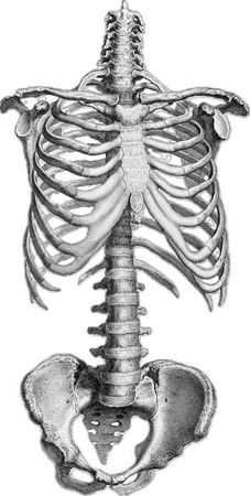 sadcherrysoda skeleton png