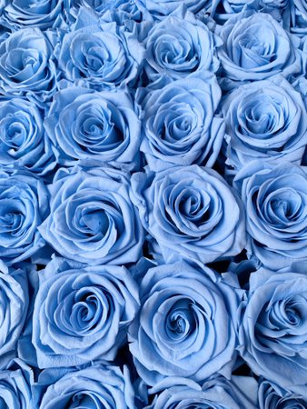 blue roses wallpaper - Google Search