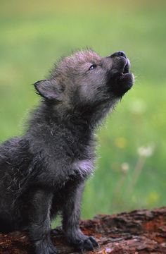 pretty wolf pictures howl